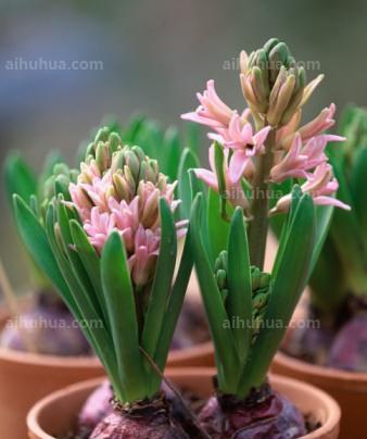 风信子开花时间的秘密（揭秘风信子的开花规律与影响因素）