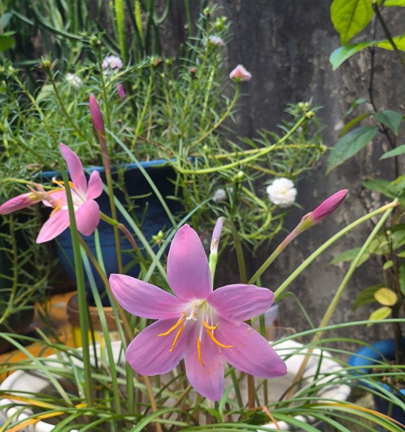 风雨兰开花时间及开花次数（探秘风雨兰的繁衍生息之道）