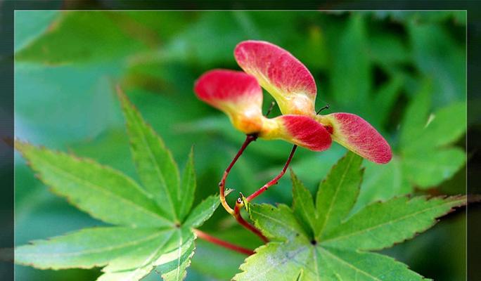 开花植物（枫树会开花吗）