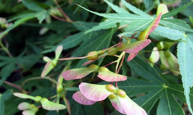 赏枫季节，看枫树开花的美丽（枫树开花的时候和花朵特征）