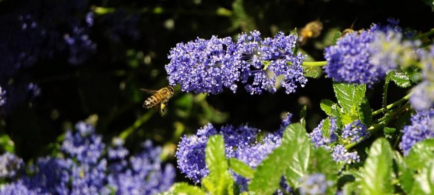 蜂蜜水能否浇花？——探究蜂蜜水在花卉种植中的应用