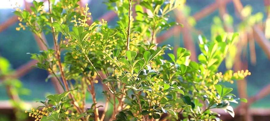 磷酸二氢钾能否用来浇米兰花（探究磷酸二氢钾在米兰花生长中的作用和使用方法）