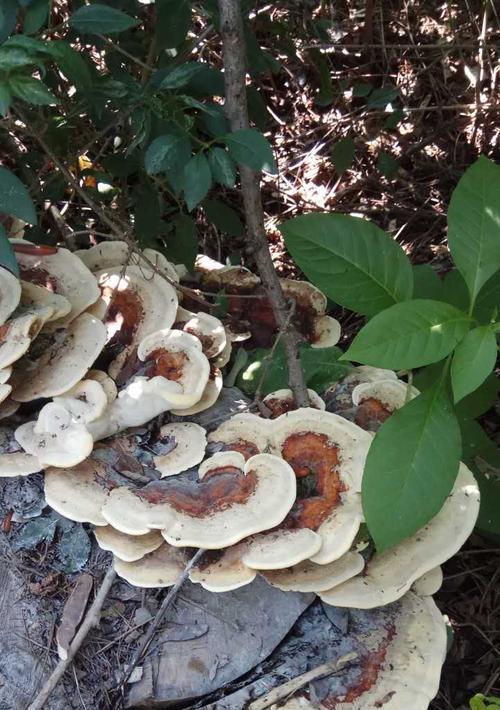 灵芝的最佳种植时间（选择正确的时间）