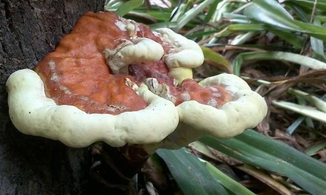 灵芝生长期多长时间（探究灵芝生长周期及关键因素）