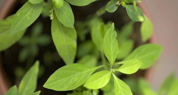 灵芝并非草本植物——揭开灵芝身世之谜（探寻灵芝的真正面目）