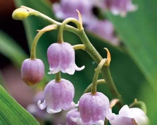 铃兰花冬季开花的奇妙之谜（寻找冬日中的花海）