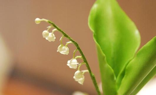 探秘铃兰花期，一年四季不同风情（了解铃兰花的四季之美）