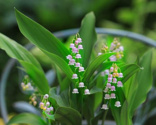 探秘铃兰花期，一年四季不同风情（了解铃兰花的四季之美）