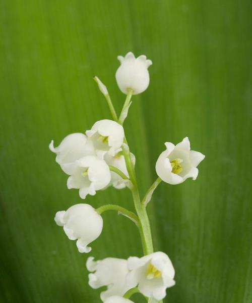 铃兰花期（揭秘铃兰花开放的奥秘）