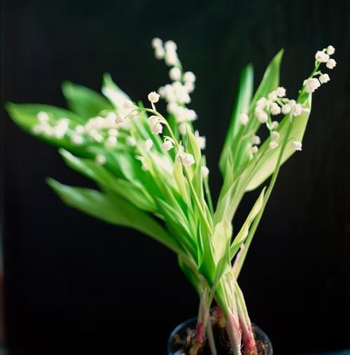 铃兰花开花时间及颜色样子详解（了解铃兰花的开花时机和美丽颜色）