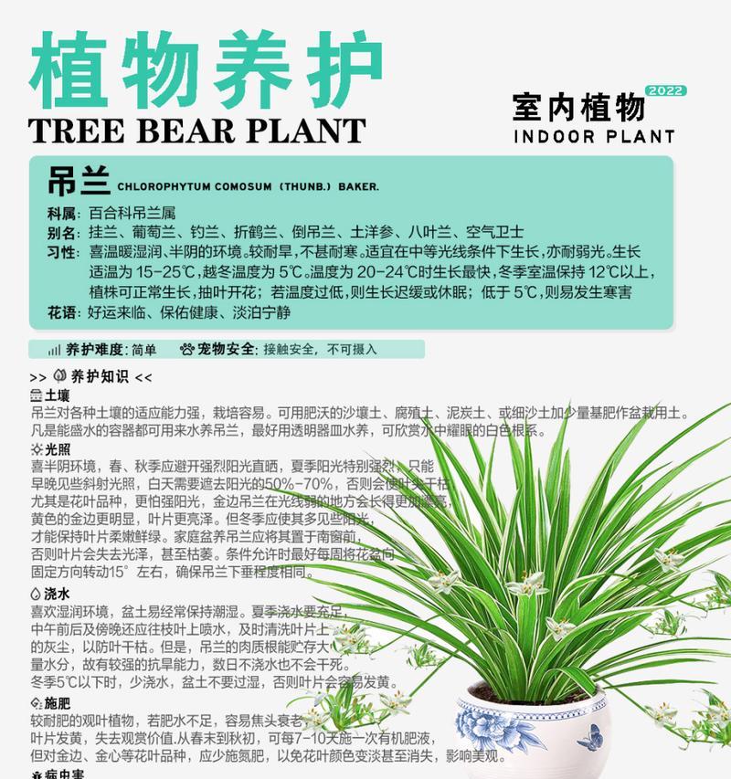 铃兰花的种植与养护方法