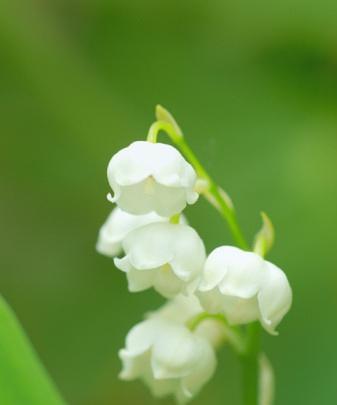 铃兰开花后的护理技巧（了解铃兰花的特点）