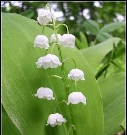 铃兰开花时间一览（芬芳四溢的铃兰）