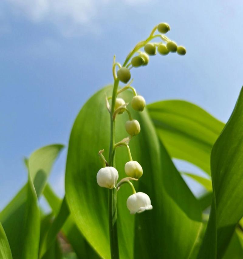 铃兰——一种多年生植物（了解铃兰的生长习性）