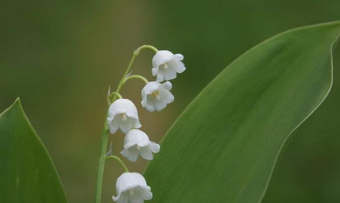 铃兰——海上明珠法国的国花（源远流长的花卉传说与文化意义）