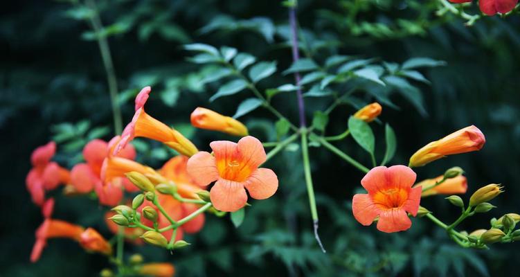 什么时候是凌霄花的花期（探秘凌霄花的开花规律）