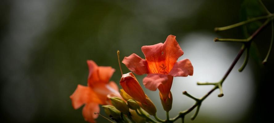 探寻凌霄花花语，释放内心情感（凌霄花花语的深刻内涵及情感表达技巧）