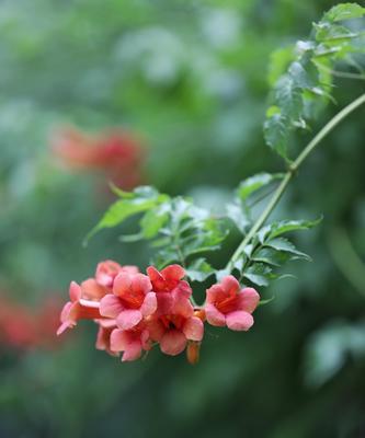 探寻凌霄花花语，释放内心情感（凌霄花花语的深刻内涵及情感表达技巧）