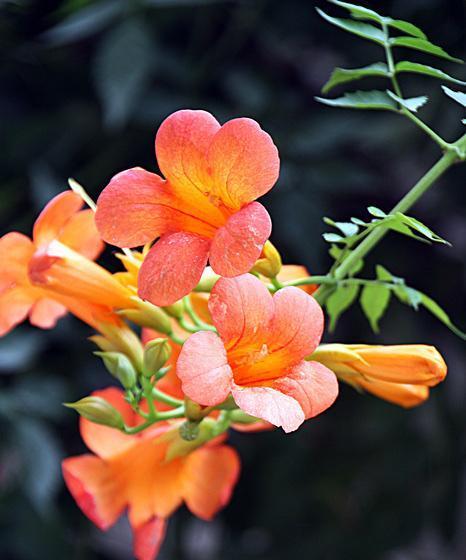 探究凌霄花的生长习性（了解凌霄花的生长环境和特点）