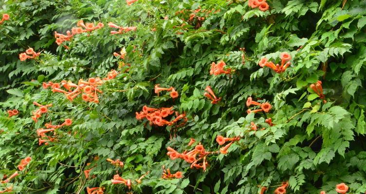 冬天开花的神奇之花——凌霄花（揭开凌霄花冬天开花的奥秘）