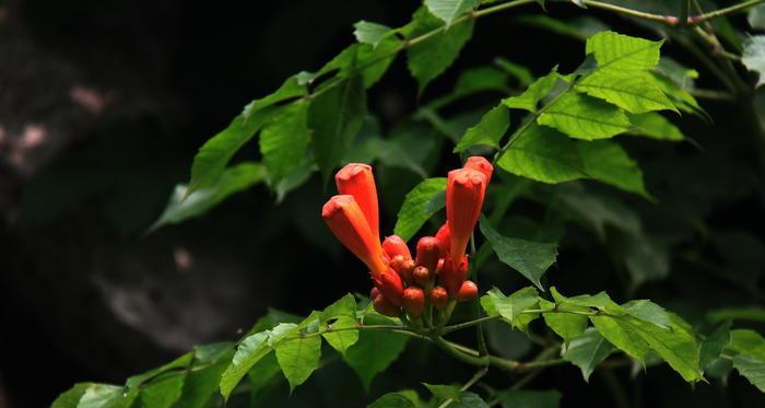 凌霄花为什么在冬季掉落（探究凌霄花在冬季掉落的原因）