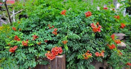 在花盆里种植凌霄花的技巧（了解凌霄花的生长习性）