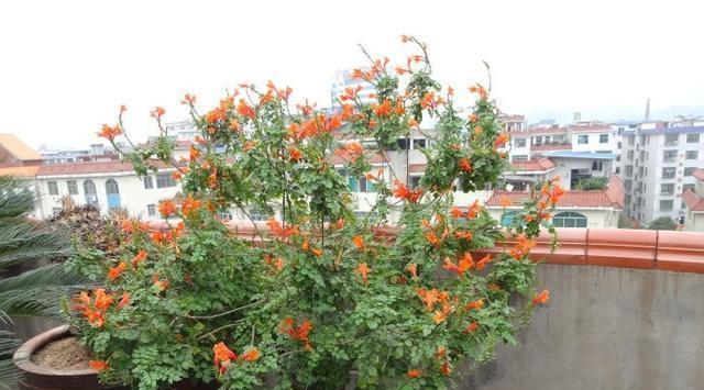 在花盆里种植凌霄花的技巧（了解凌霄花的生长习性）