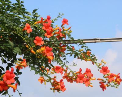 探秘凌霄花，这是一种爬藤植物吗（揭开凌霄花的生长习性）