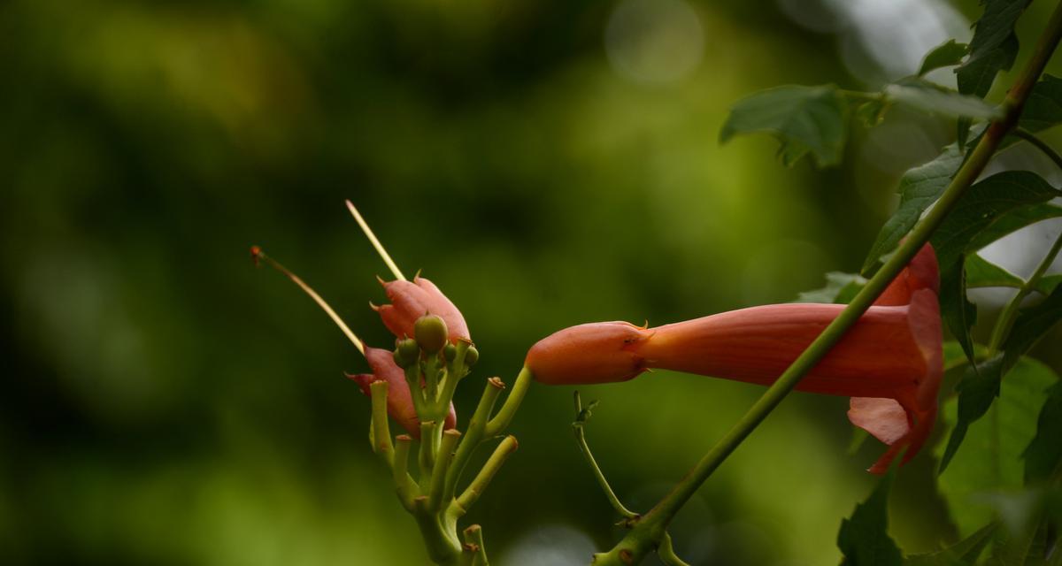 深入探究什么是凌霄花（探寻凌霄花的特点和种植技巧）