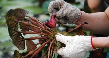 菱角是否能在冬天存活（探究菱角的耐寒能力与保护方法）