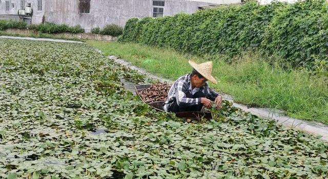 菱角采摘时间及注意事项（秋季采摘）