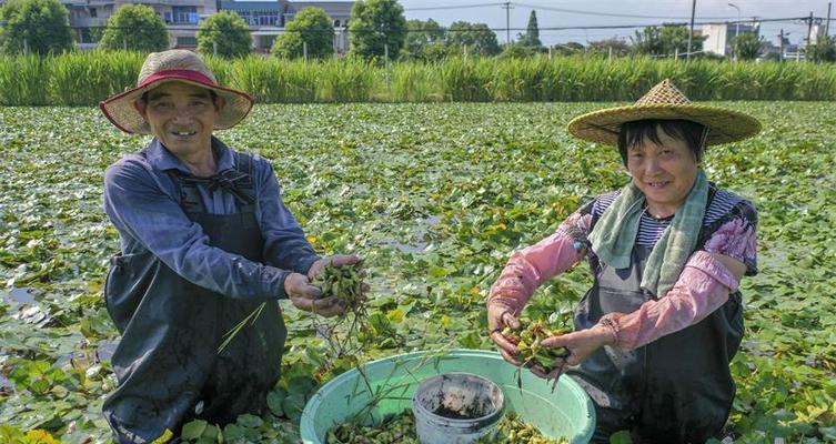 菱角采摘的最佳时间和方法（掌握时间）