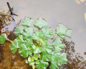 探究菱角生长的环境条件和特点（从水质）