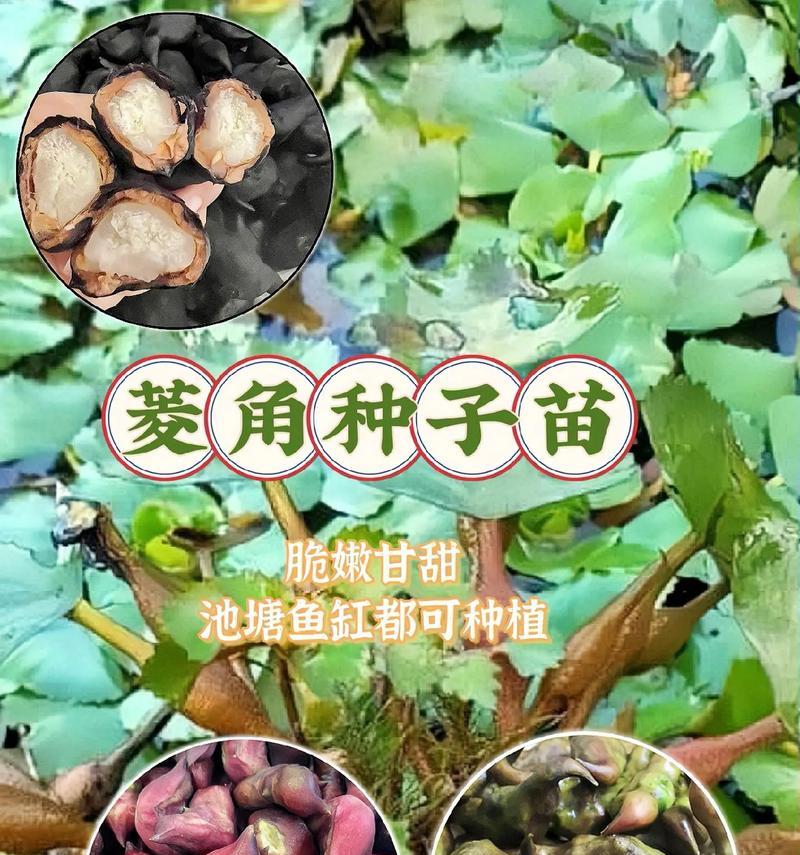 菱角的种植与营养价值剖析（了解菱角）