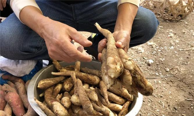 菱薯——食用植物中的新宠（探究菱薯的营养价值）