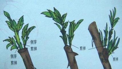 令箭荷花修剪指南（从何时开始修剪到如何处理花茎）