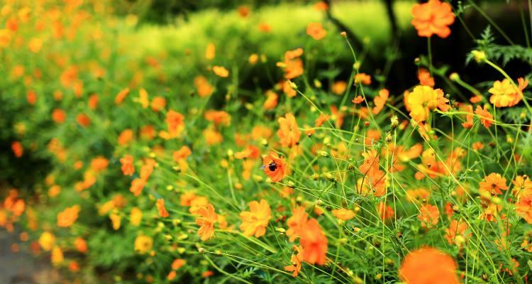 硫华菊花期的赏花时节（探究硫华菊的开花时间及风采）