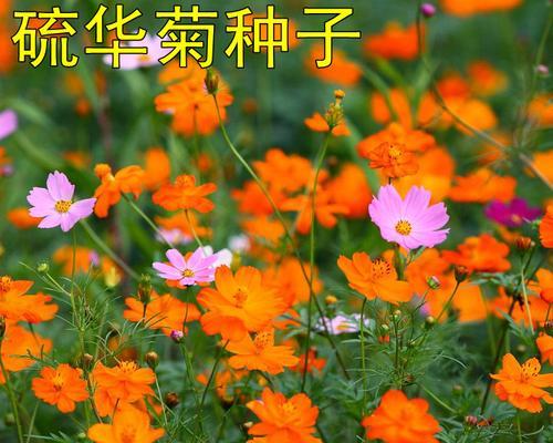 硫华菊的最佳播种时间（什么季节播种最好）