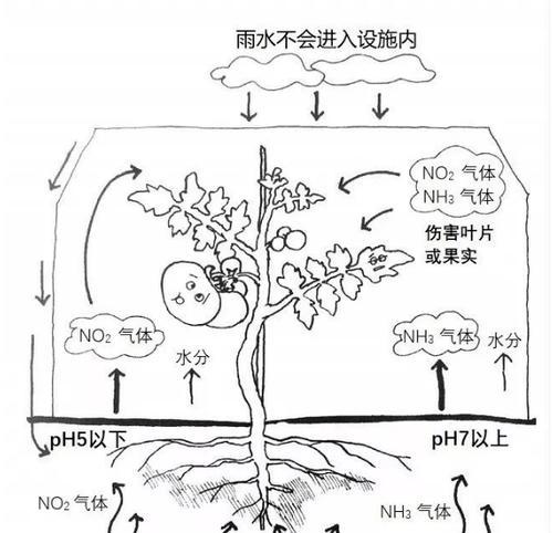 硫酸钙肥料的施用（优化土壤营养）