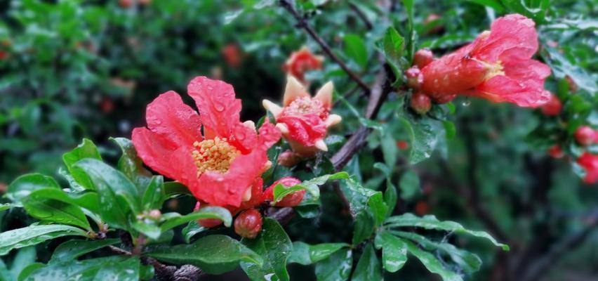 榴花开花时间全解析（揭秘榴花开花的环境因素及生长周期）