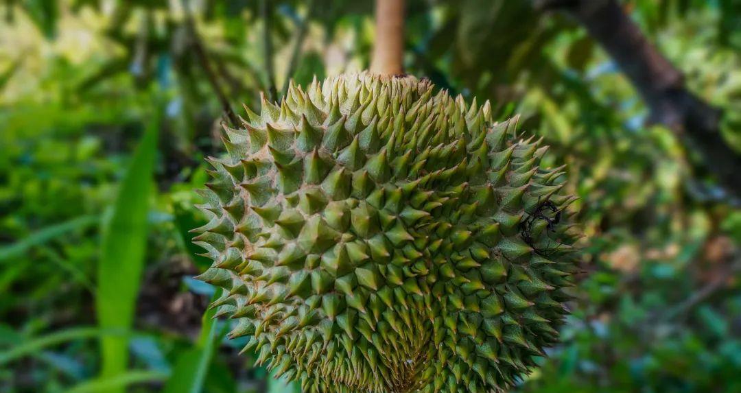 榴莲成熟季节（探寻榴莲的成熟之道）