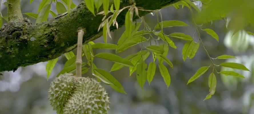 榴莲开花结果周期及管理（种植者必知的榴莲开花结果关键信息）