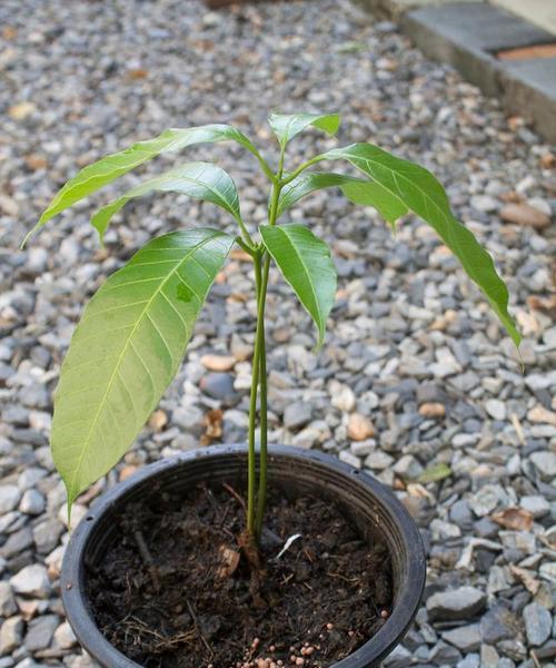 如何种植榴莲核（盆栽榴莲核的步骤与技巧）