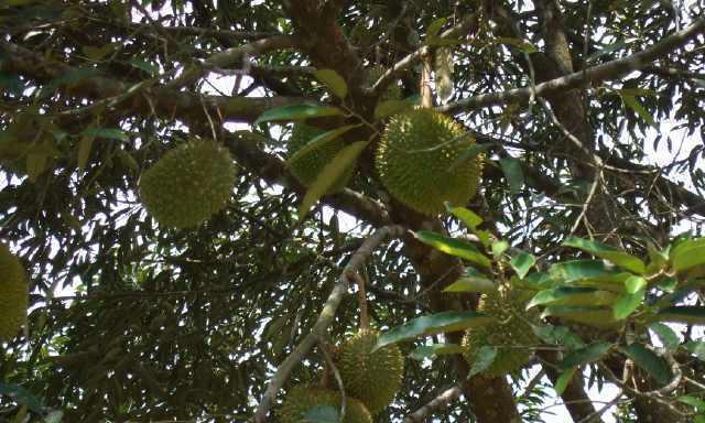 金枕榴莲上市时间及成熟季节（金枕榴莲的品种特征）