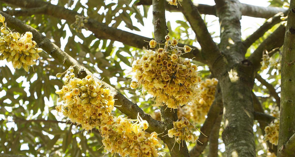 榴莲盆栽（种植技巧）