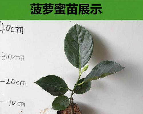 榴莲盆栽的种植方法与技巧（打造居家甜蜜果园）