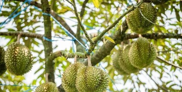 榴莲食用季节与口感特点