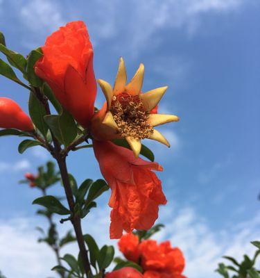 榴莲开花时间及生长特点（探究榴莲开花的季节和与之相关的生长特征）