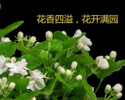 送茉莉花的含义及象征（茉莉花的花语和文化意义）