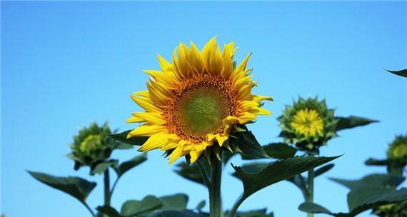 以太阳花的花语和象征意义解析（探索以太阳花的花语和象征意义）